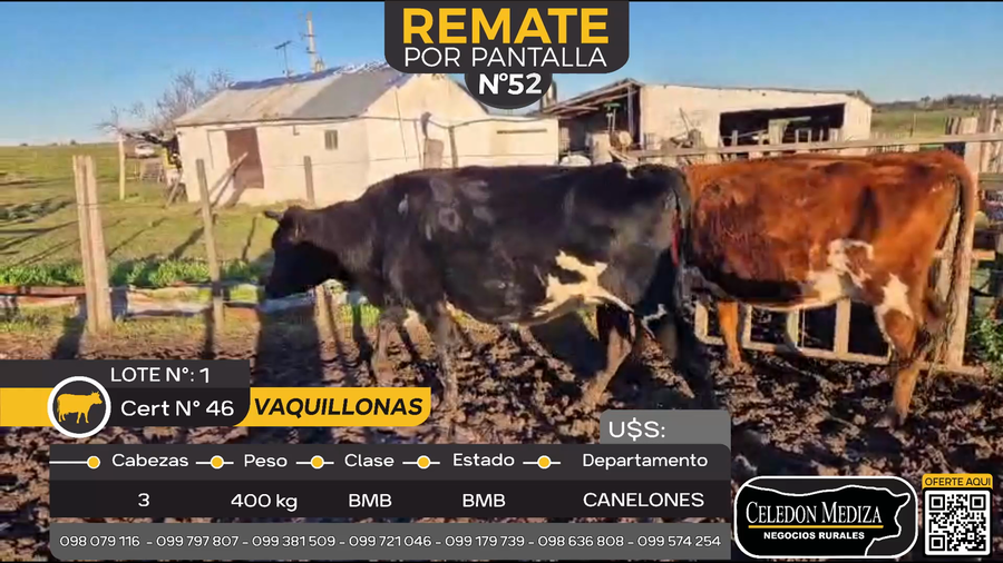 Lote 6 Vaquillonas Proximas en Santa Lucía del Este, Canelones