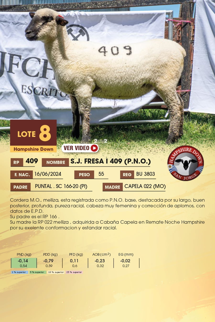 Lote 8 - Hampshire Down