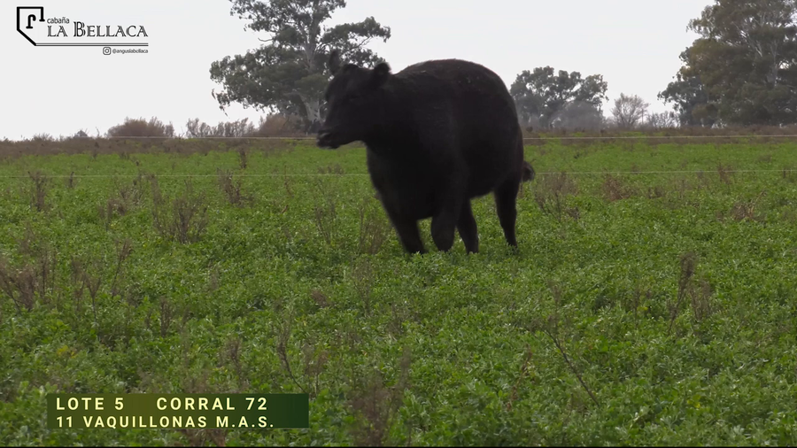 Lote VAQUILLONA M.A.S.