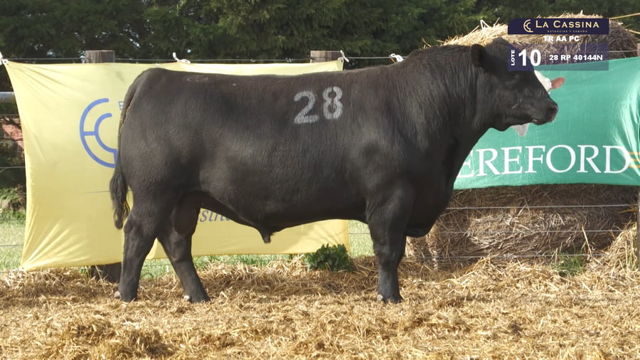 Lote TOROS ANGUS PURO CONTROLADO