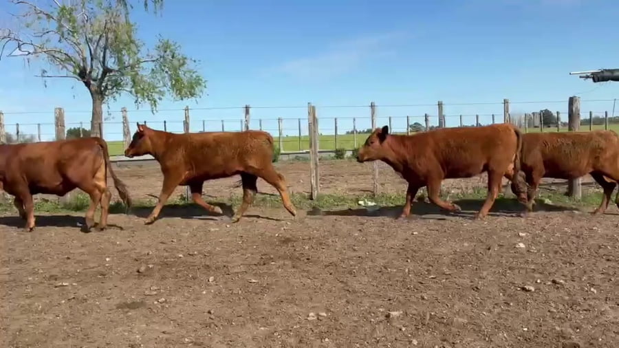 Lote 14 Vaquillonas 1 a 2 años 13 RA,  1 RABR a remate en Expo Campanero 267kg -  en OMBUES