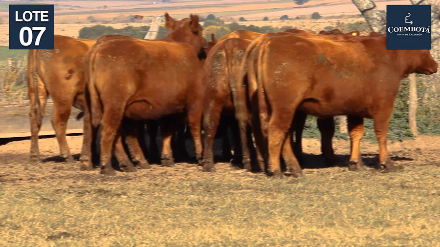 Lote CABAÑA "COEMBOTA" DE CALDERON VIENTRES PC Y MAS COLORADOS PREÑADOS