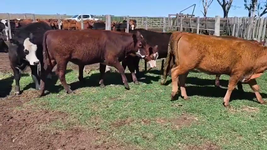 Lote 29 Terneras