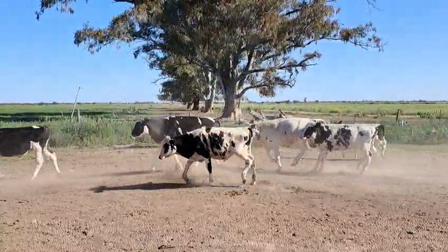 Lote 19 Novillitos Holando en Altos de Chipión, Córdoba