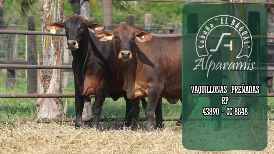 Lote Vaquillona preñada