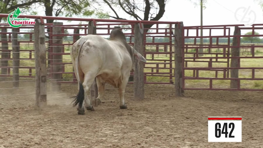 Lote Brahman