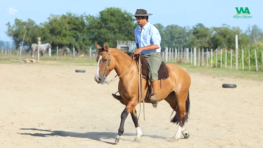 Lote MULATA JOSE IGNACIO
