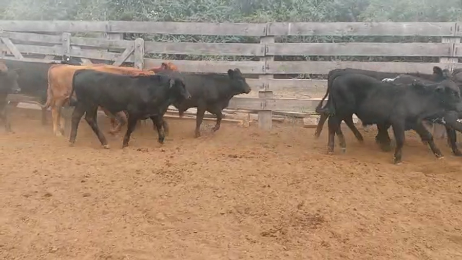 Lote 110 Terneros/as en Monte Quemado, Santiago del Estero