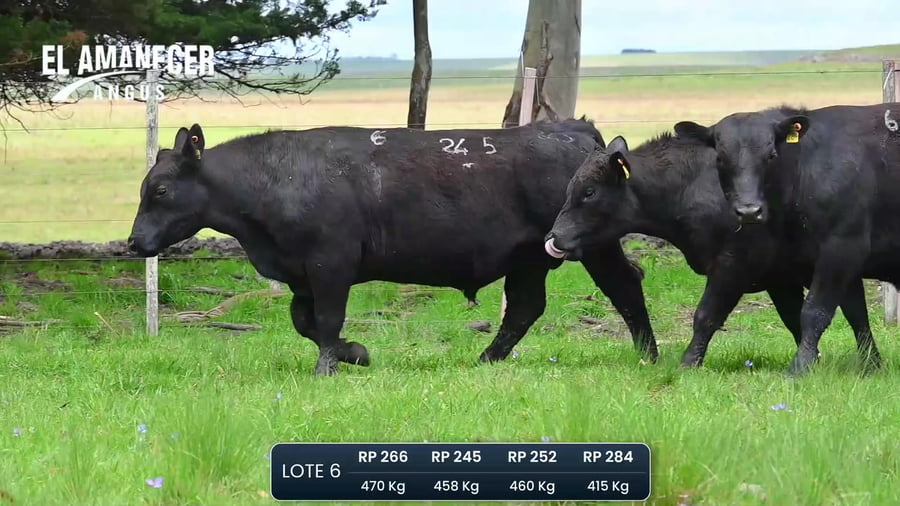 Lote Toros PI