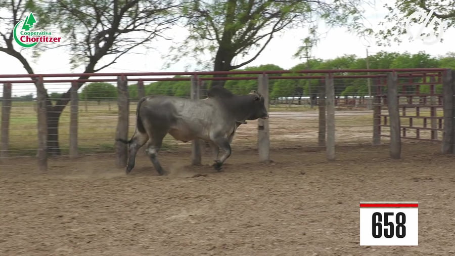 Lote Brahman