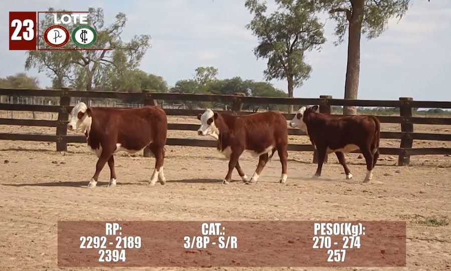 Lote Lote 23