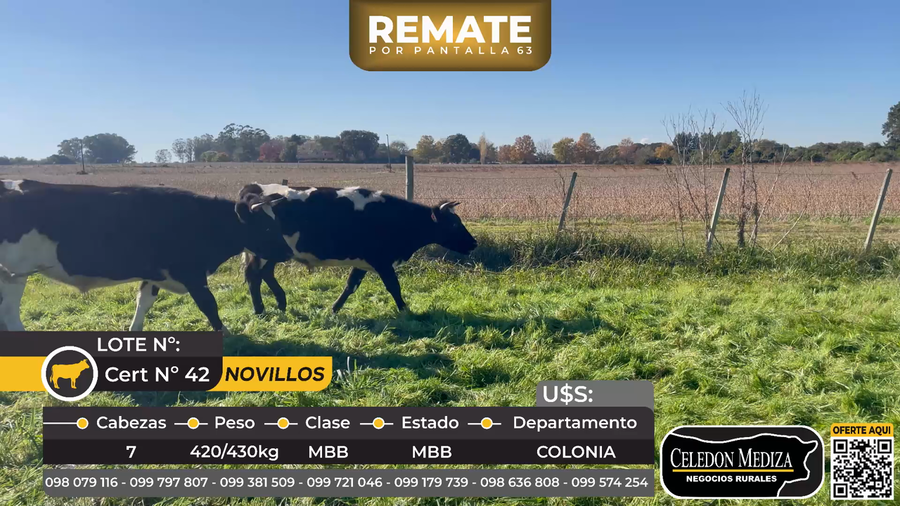 Lote 7 Novillos en El caño, a 5 km de Colonia del Sacramento,Colonia