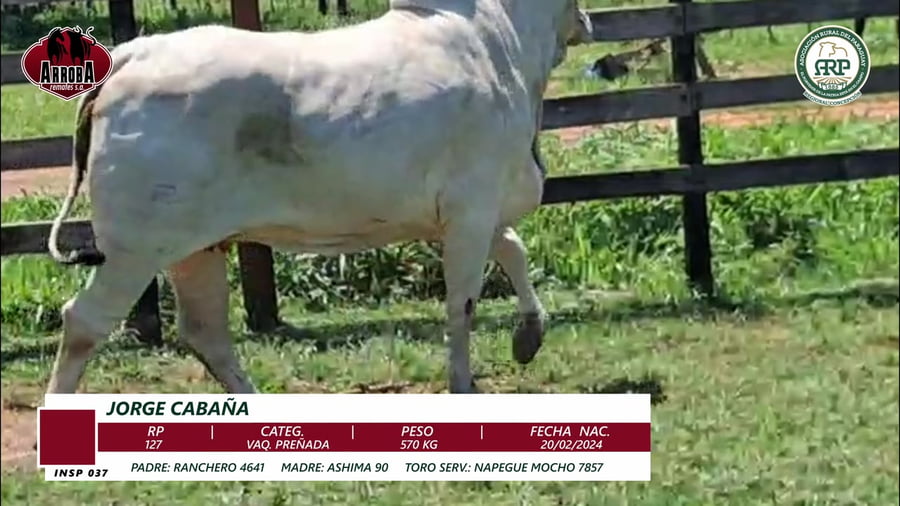 Lote VAQ. PREÑADA