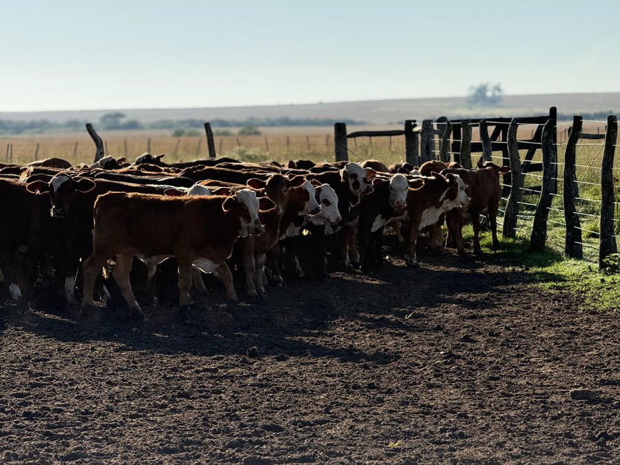 Lote 86 Terneros/as en Corrientes, Mercedes