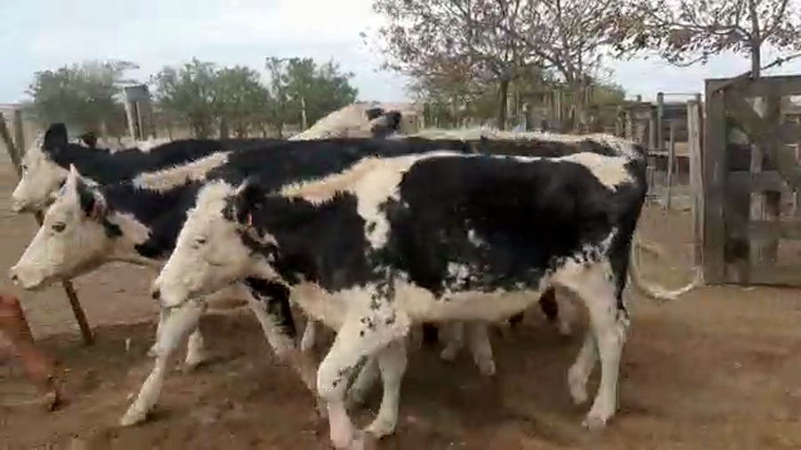 Lote 10 Novillos Cruzas a remate en Pantalla Camy en Ruta 3 Km 120