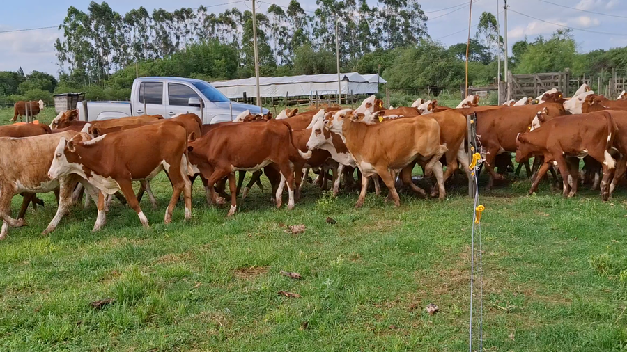 Lote 100 Vaquillonas