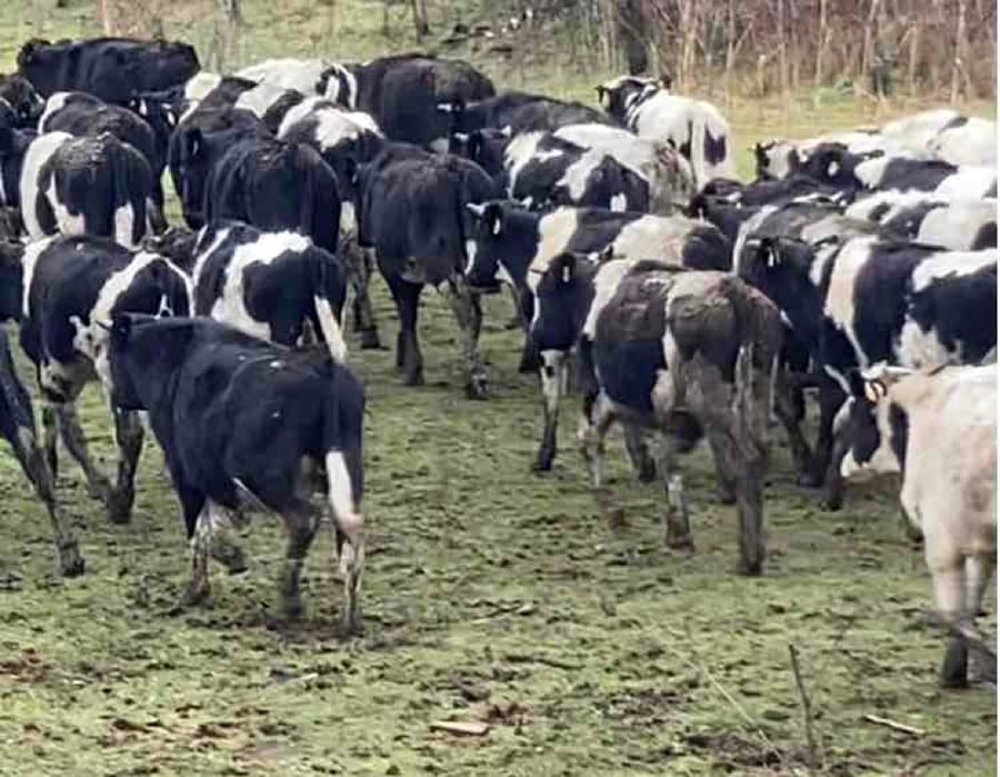 Lote 60 Novillo Engorda en Purranque, X Región Los Lagos