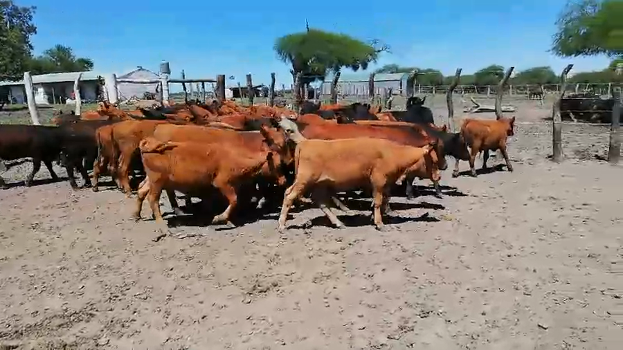 Lote 50 Terneros/as en Federal, Entre Ríos