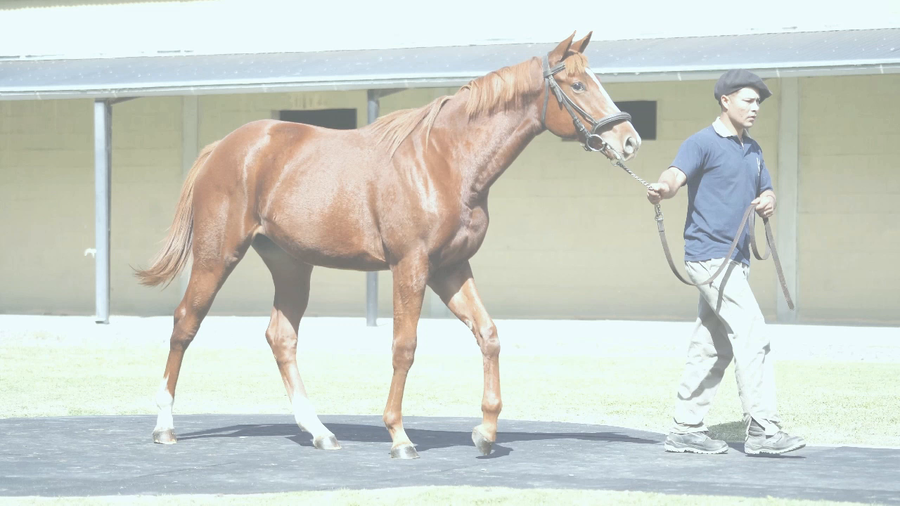 Lote DADDY DEL SUR (DADDY LONG LEGS -  GALANA DEL SUR por  Exchange Rate)