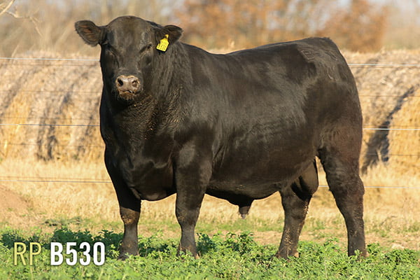 Lote 3 TOROS PUROS DE PEDIGREE