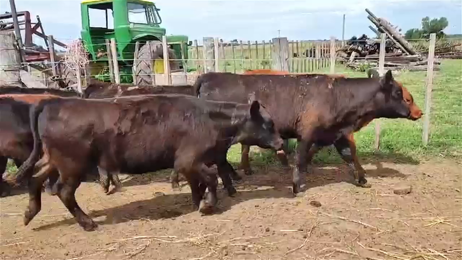 Lote 25 TERNERAS