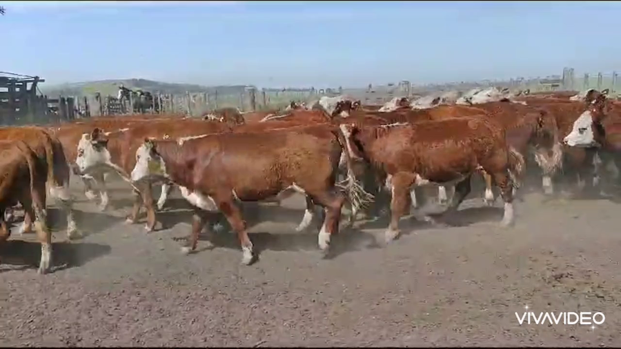 Lote 50 Novillitos en Tandil, Buenos Aires