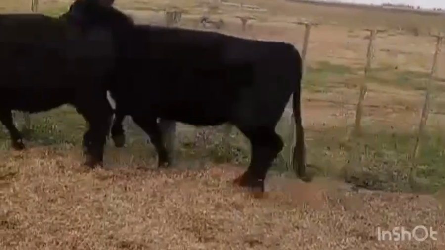 Lote 46 Vacas C/ gtia de preñez en Olavarría, Buenos Aires