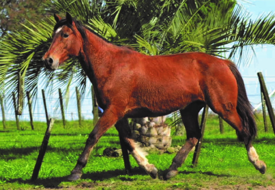 Lote RP 1339 - FIRMEZA 1339 DO 1040