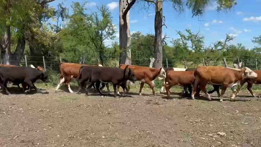 Lote 70 Terneros