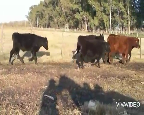 Lote 7 Novillitos en Brandsen, Buenos Aires