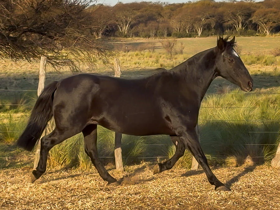 Lote Nochera Cifra