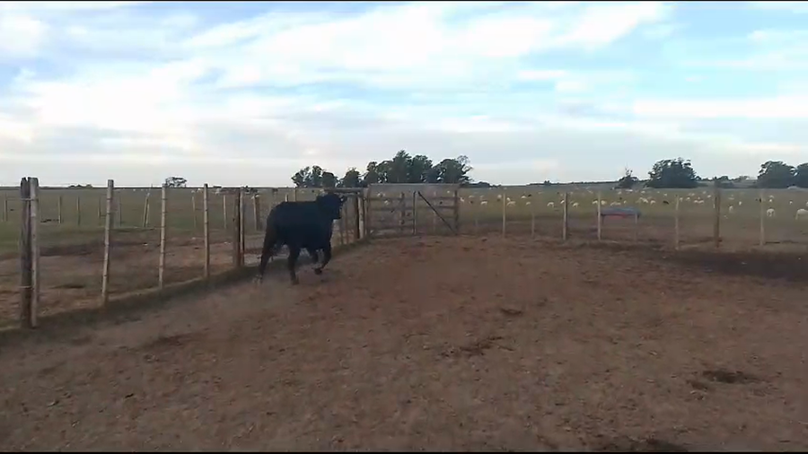 Lote Toros AA a remate en Pantalla Camy  en Carreton