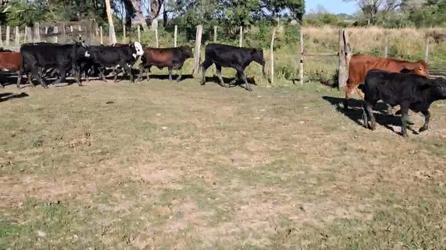Lote 24 Terneros/as en Corrientes, Itatí