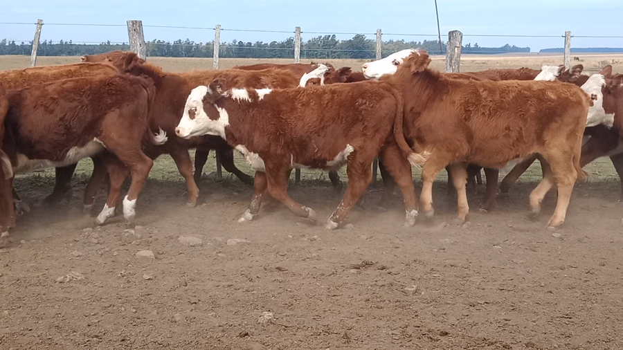 Lote 65 Terneros/as en Corrientes, Curuzu Cuatia