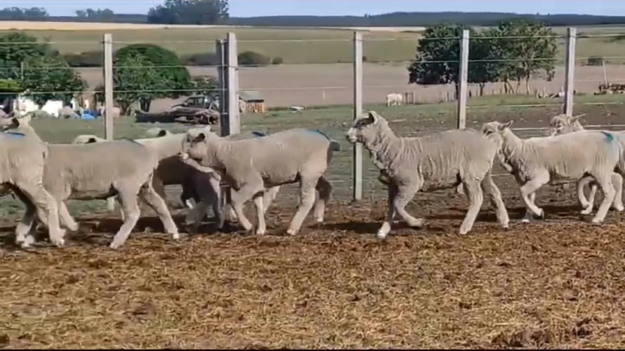 Lote (Vendido)15 Corderos CORRIEDALE a remate en #39 Pantalla Carmelo 30kg -  en COQUIMBO