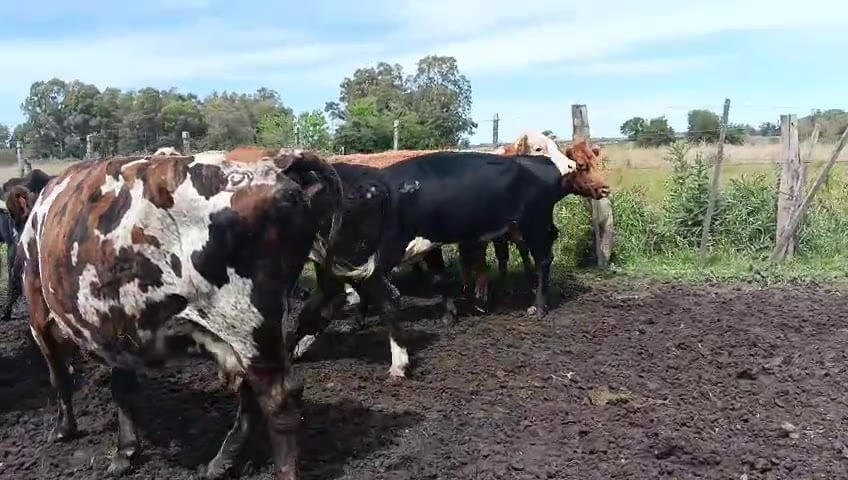 Lote 10 Vaca a remate en Pantalla Camy, San José