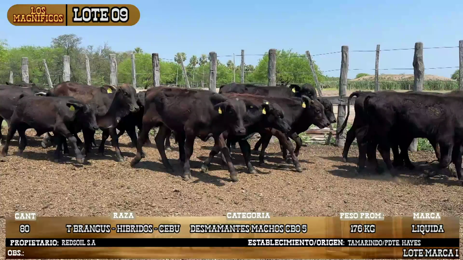 Lote LOTE 9
