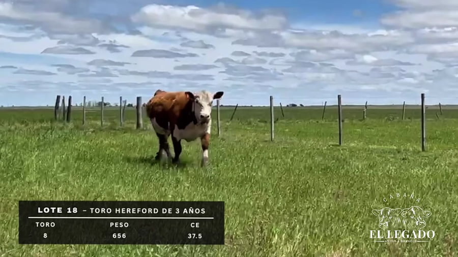 Lote Toro Hereford de 3 años