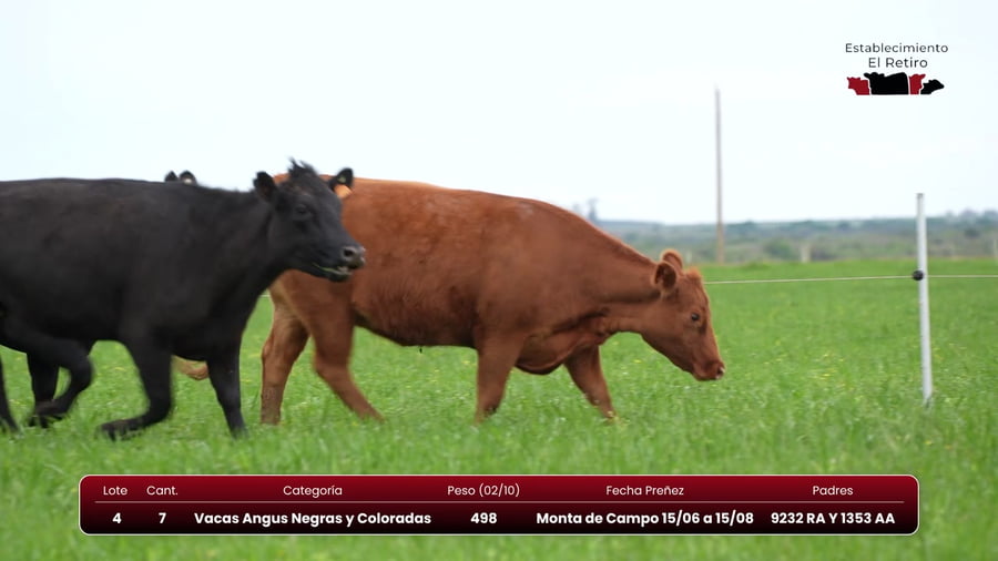 Lote Vacas Angus Negras y Coloradas