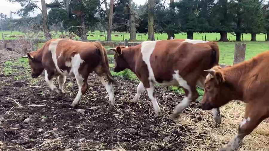 Lote 46 Novillo Engorda en Los Muermos, X Región Los Lagos