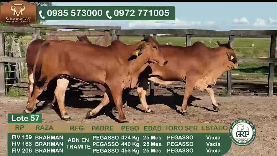 Lote 3 Hembras BRAHMAN a remate en 34º Feria especial de reproductores e invernada, Ñeembucú