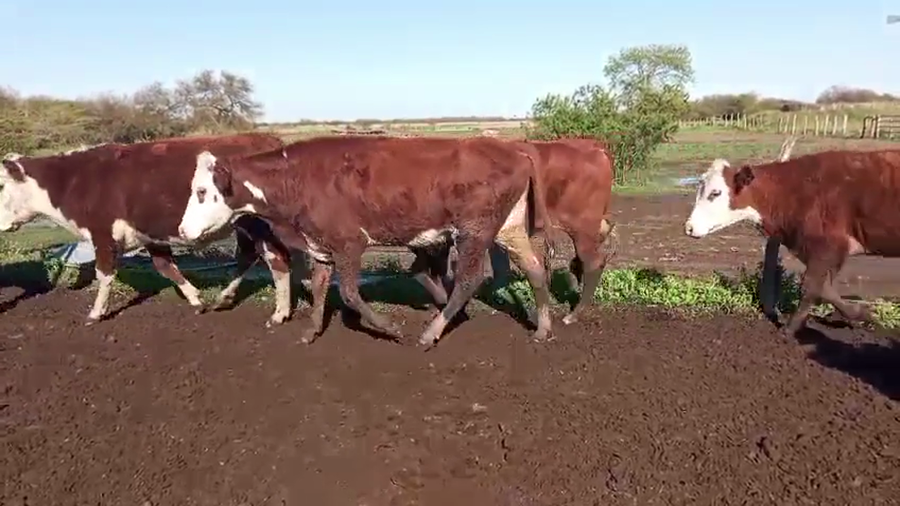 Lote 75 Novillitos