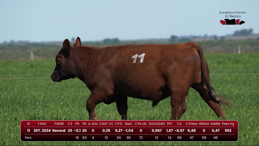 Lote RP 11