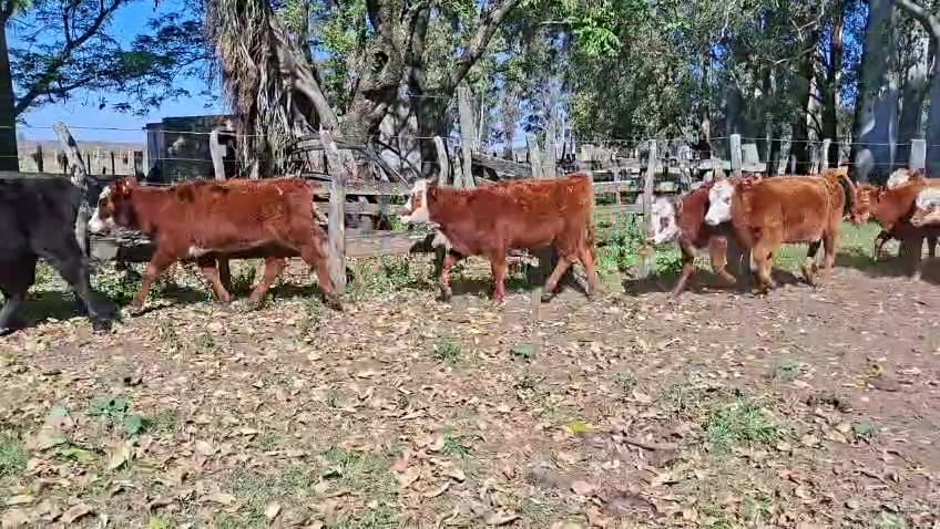 Lote TERNERAS