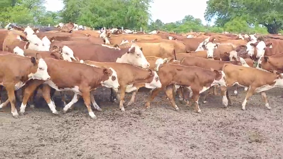 Lote 110 Vacas nuevas C/ cria en Villaguay, Entre Ríos