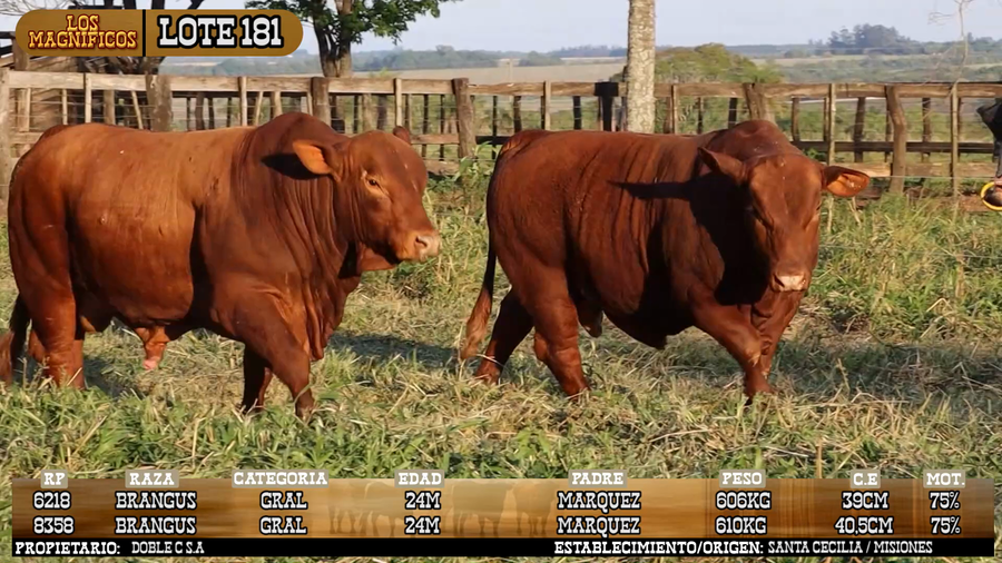 Lote LOTE 181 - VIVO
