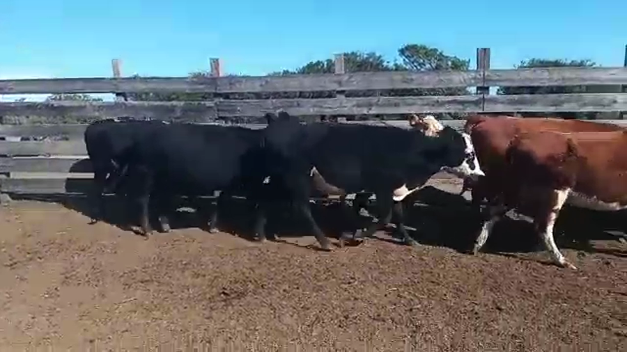 Lote (Vendido)11 Vacas de Invernada a remate en Pantalla Camy Mayo - Desde La Cuenca 380kg - , San José