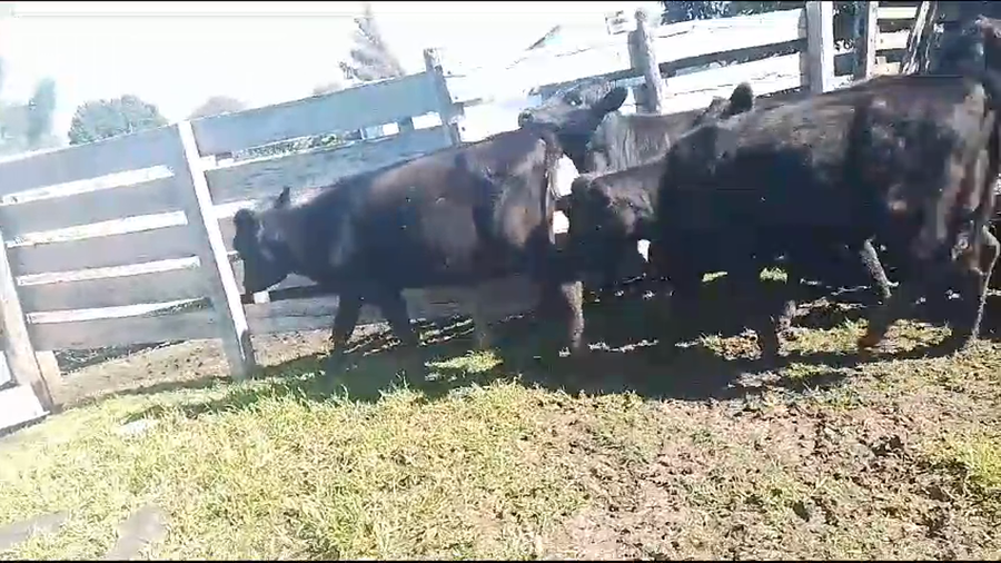 Lote 10 Terneras Cr AA a remate en Pantalla Camy en Pavon
