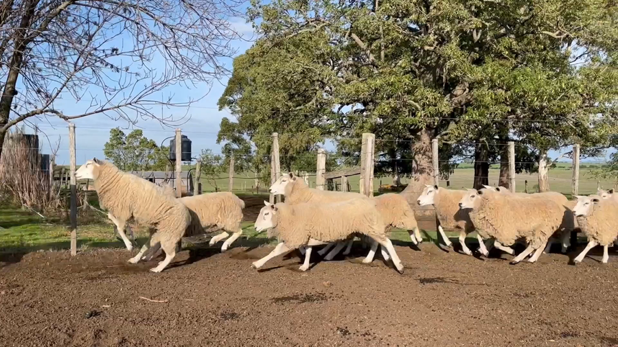 Lote OVEJAS Y CORDERAS