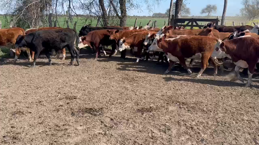 Lote 85 Terneros/as en Maciá, Entre Ríos